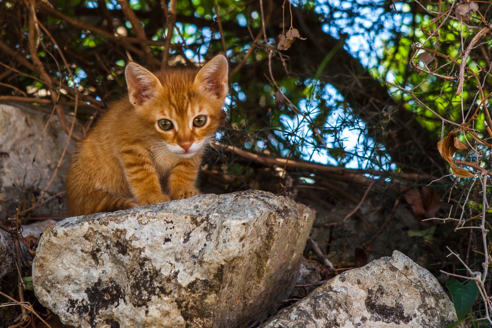 20130617-IMG_1235-Edit.jpg